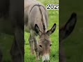 2023 donkey and 8000 bce donkey# mythical biology# m fact