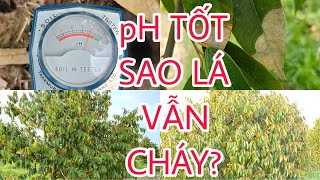 Chợ Mới_An Giang_ pH Đất Rất Tốt? Sao vẫn cháy lá? Phần 1.