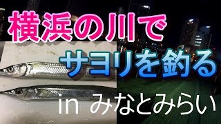 サヨリ釣り　リベンジ！　横浜の川に大量発生！！　inみなとみらい