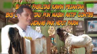 KAMBING KALIGESING, PAK NDUT FARM BANYAK FASILITAS KAWIN PEJANTAN EKS CONTES & INDUKAN KAWIANAN..!!