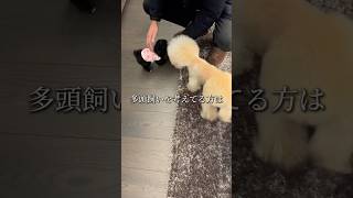 多頭飼いを考えてる方必見！5歳と0歳の多頭飼い物語 #puppy #多頭飼い #いぬすたぐらむ #トイプードル