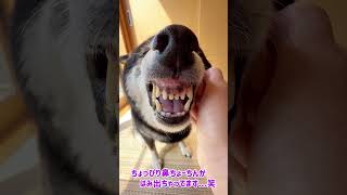 怖い！！...と言うと、可愛いまばたきで怖い顔をごまかす柴犬