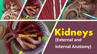 Kidneys (External and Internal Anatomy)