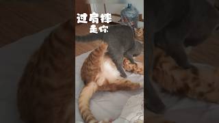 两只猫咪打架，橘猫一脚踢飞蓝猫、#有趣的宠物 #猫猫 #有趣的动物