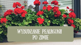 Wybudzanie pelargonii po zimie. Ukorzenianie pędów na nowe sadzonki. 😊🌺