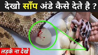 देखो साँप अंडे कैसे देते है ? | Cobra Laying Eggs Video | factmantra