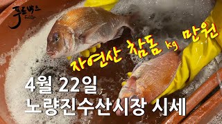 [최신시세정보] 자연산 참돔 가격 확 풀렸네요~ kg 만원이라니 !! 민어가 슬슬 나오기 시작해요 ~ 4월 22일 노량진 수산시장