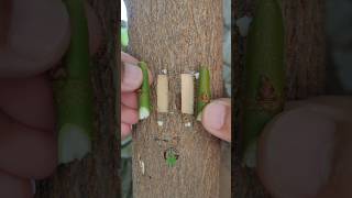 New grafting technique #budding #gardening