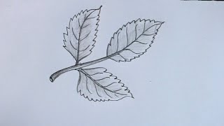 How TO Draw Rose Leaf Step By Step With Pencil/Rose Leaf Drawing
