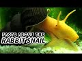 Rabbit Snail Facts: the ELEPHANT Snail 🐌 Animal Fact Files