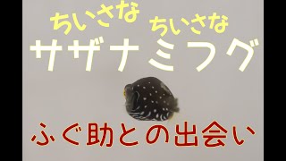 【サザナミフグ】ふぐ助との出会い