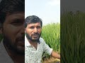 మా వరి కంకులు బయటకు వస్తున్నాయి @prasadagriculture