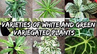 പൂന്തോട്ടത്തിലെ റാണികൾ 👑 /varieties of white and green variegated plants / Indoor and outdoor plants