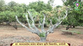 आंबा पुनरुज्जीवन का करावे । Need of Mango Rejuvenation | Dr. BSKKV, Dapoli