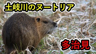 土岐川の自然　【 岐阜県多治見市　むしゃむしゃと草を食べる土岐川のヌートリア　2024年12月25日 】