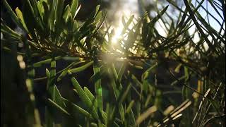 💚 Sunlight Passing Through The Gaps Of The Plant Leaves | ⛅ | NCNC | Non Copyrighted Nature Clips