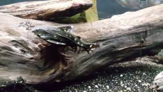 The reclusive spotted Raphael catfish