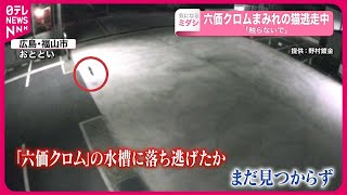 【六価クロム】まみれのネコ逃走中 「触らないで」 広島・福山市