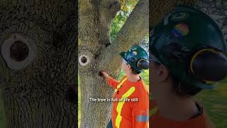 Tree safety tips from Hydro One