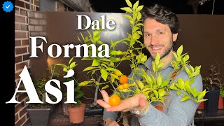 How to prune a LOW-COST Bonsai