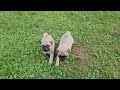 Twitter's Litter of Pug Puppies @6 wks old