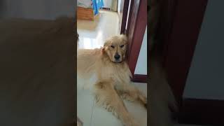 Golden retriever # 81 mp4