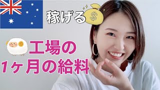 【ワーホリ】羊工場の仕事は稼げる？１ヶ月の給料大公開