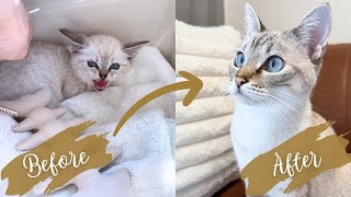 保護猫カフェから譲渡してもらい1年が経ちました