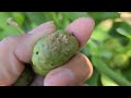 growing asian pear tree common problems picking off deformed u0026 quince rust fruits asmr