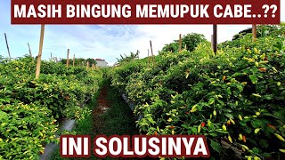 COBA 2 PUPUK INI !! MEMAHAMI CARA PEMUPUKAN CABE