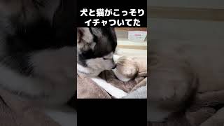 猫と犬がこっそりイチャイチャしてたんですが...#猫 #cat