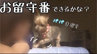 パパが帰宅するまでこまめに密着してみた🐾🏠