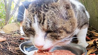 雷雨後すぐに生存確認とカルカン(kalkan)とちゅ～るを給餌しにいったら。。。 野良猫 感動猫動画 ASMR