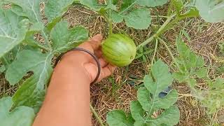 3 Cara membesarkan buah semangka di jamin paten