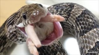 コーンスネークの食事３ Corn Snake Feeding (Frozen Mouse) #3