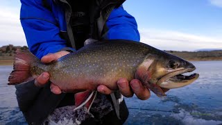 ICE FISHING BIG Brook Trout in 50MPH Winds