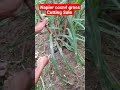 Napier grass farming