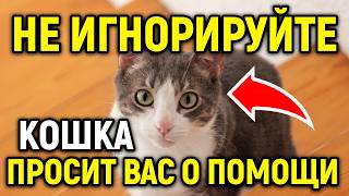 НИКОГДА НЕ ИГНОРИРУЙТЕ ЭТИ ЗНАКИ! 12 знаков, которые кошки демонстрируют, если им нужна ваша помощь