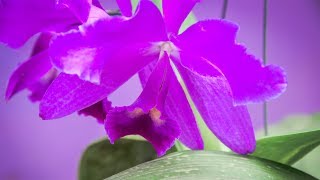 Hoa Lan Cattleya