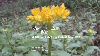 기린초 麒麟草 Sedum kamtschaticum 야생화를 찾아서(327) in search of wildflowers 둔산공원늪 Dunsan Park Swamp