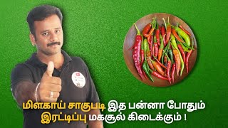 மிளகாய் சாகுபடி ல நல்ல மகசூல் -இதை பன்னா போதும் -Chilly Yield  Management