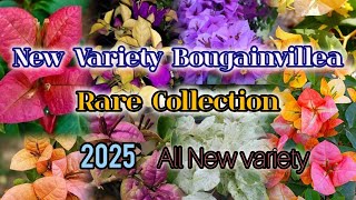 New Variety Bougainvillea Collection//Rare Bougainvillea IDs or names// Bougainvillea Varieties