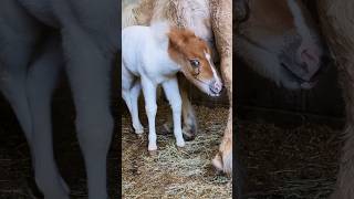 ミナイデヨ！【渋川動物公園】仔馬のみるくタイム♪#shorts #馬 #animals