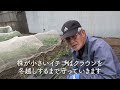 【subtitles ver】3 important winter tasks for strawberry cultivation taught by a japanese farmer