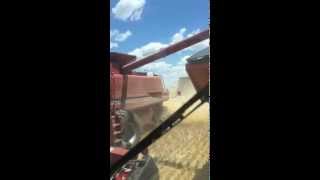 Wheat Harvest 2015 - Weeks Farms unloading 7088 and 2388