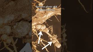 Plant and Rhizobia Symbiosis Explained 🌱🧫