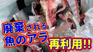 廃棄されるはずの魚のアラをマンゴー畑で再利用⁉️