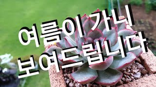 #명품가방화분#다모엿