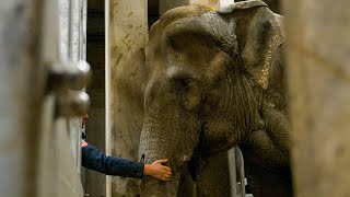 Burgers' Zoo neemt afscheid van een olifant 🐘