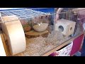 How To: Set Up a Gerbil Cage How To: Set Up a Gerbil Cage